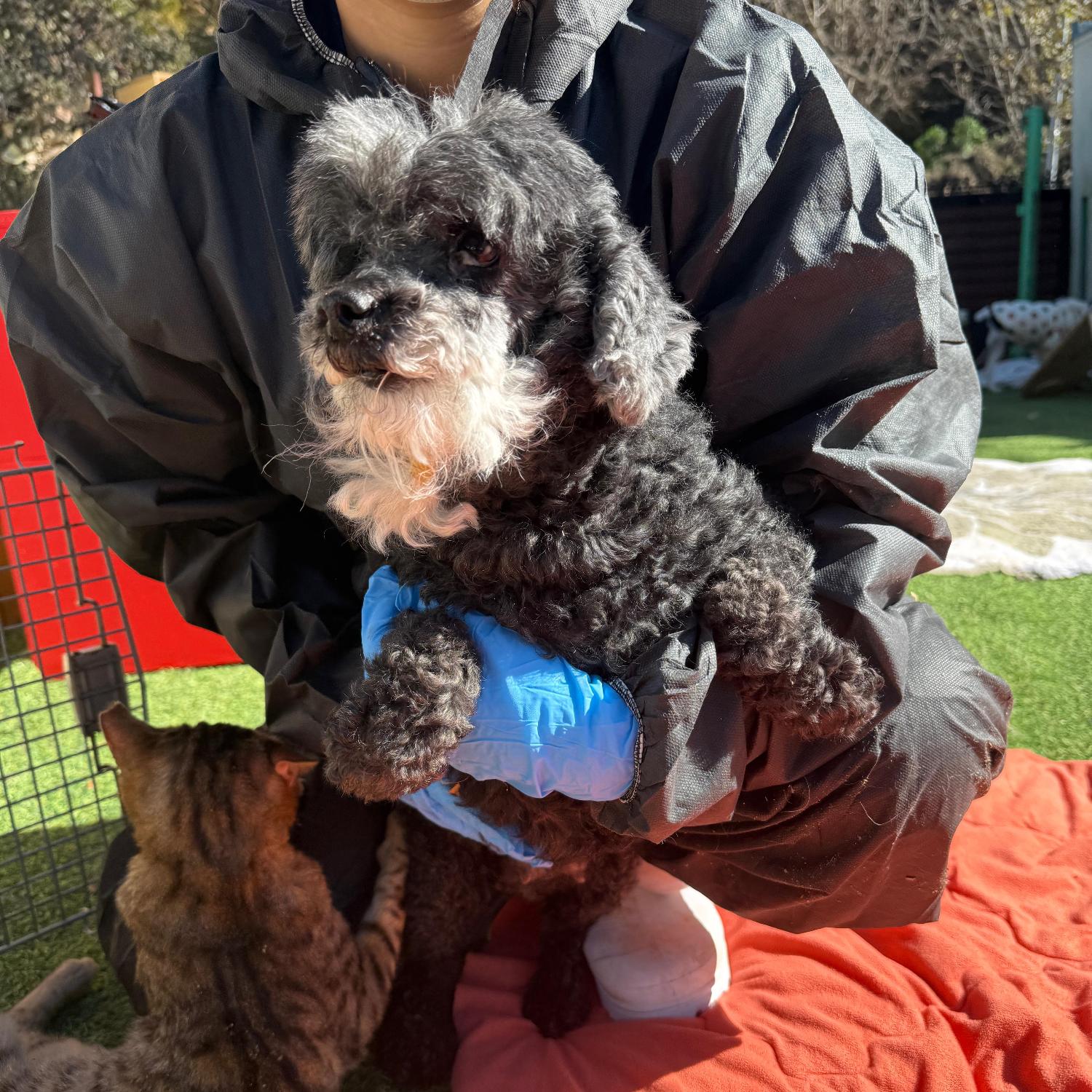 보호중 푸들의 가족…